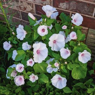 Dwarf Pink Blush Lavatera Thumbnail